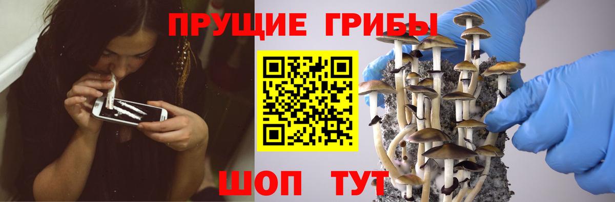 Псилоцибиновые грибы Psilocybe  Балахна 